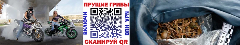 Псилоцибиновые грибы прущие грибы  МЕГА как войти  Дыгулыбгей  как найти наркотики 